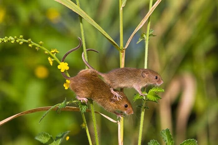 harvest-mice (6)