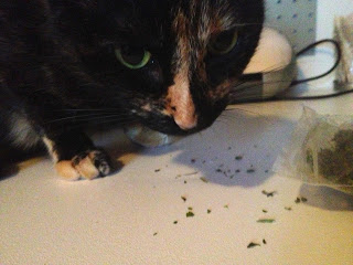 Cat with cat nip