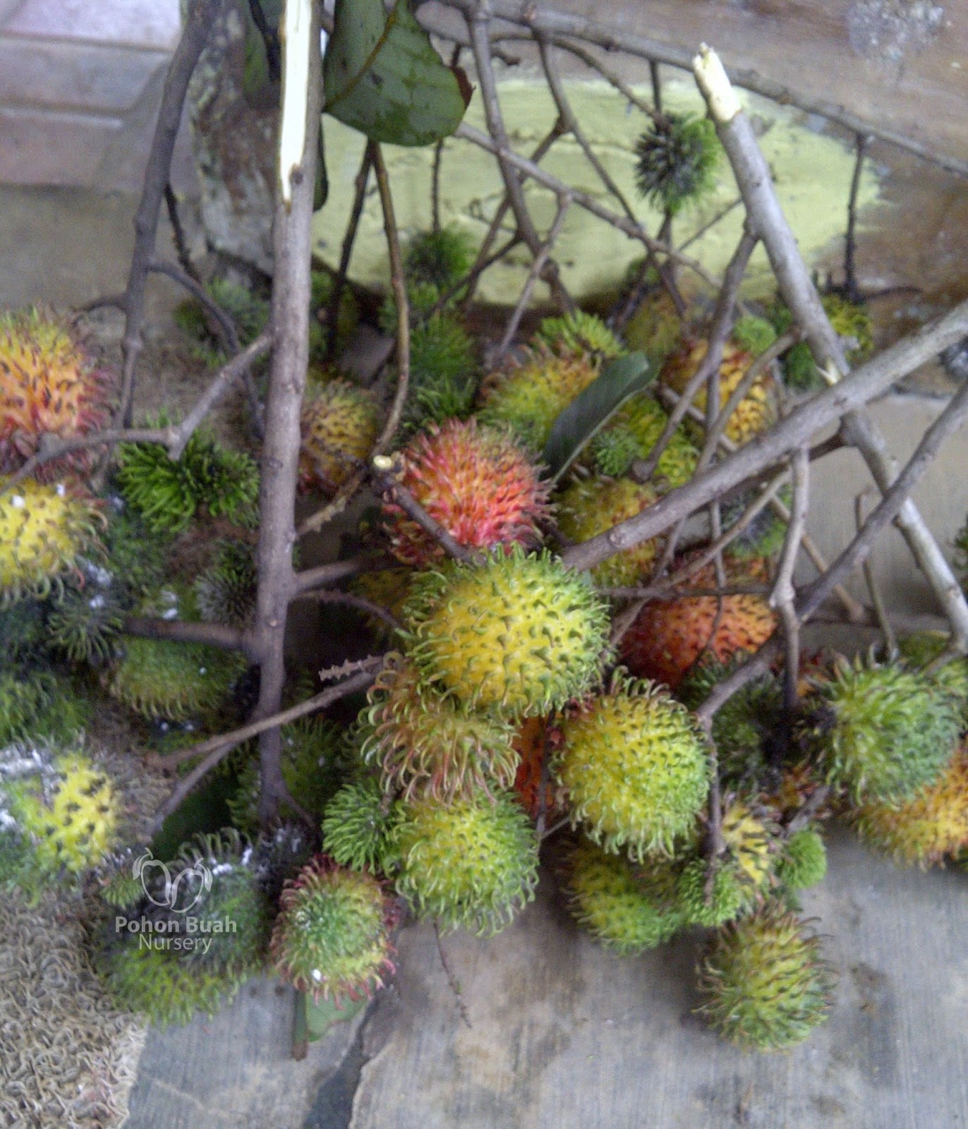 PBN Rambutan  Ace Rapiah