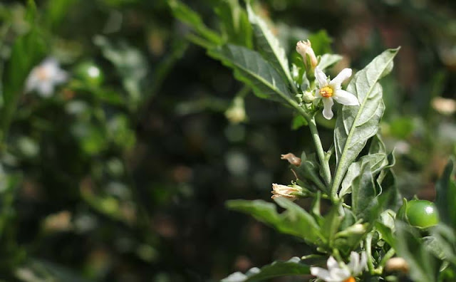 Solanum Pseudocapsicum