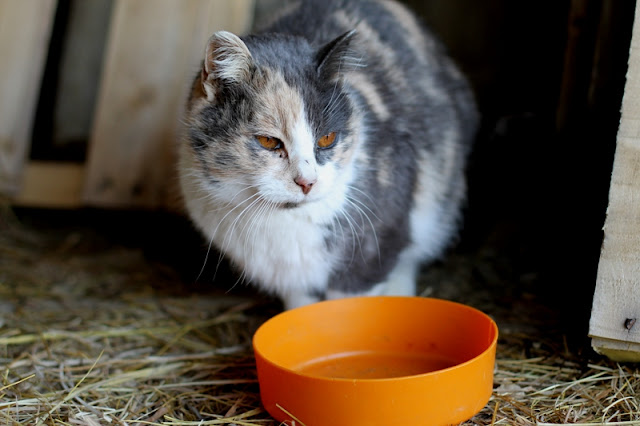 Molly in her hay mow