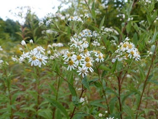 Aster à ombelles - Doellingeria umbellata - Aster umbellatus