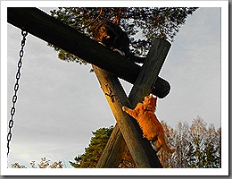 Hösten11 060