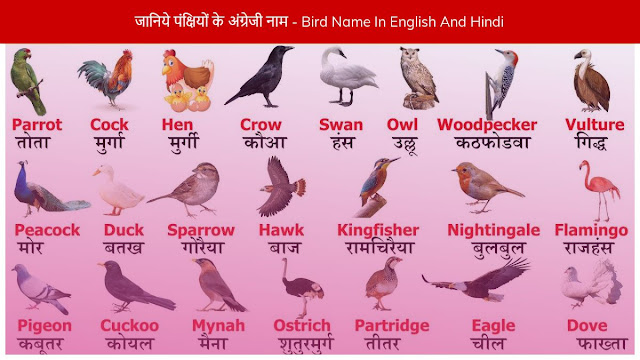 जानिये पंक्षियों के अंग्रेजी नाम - Bird Name In English And Hindi