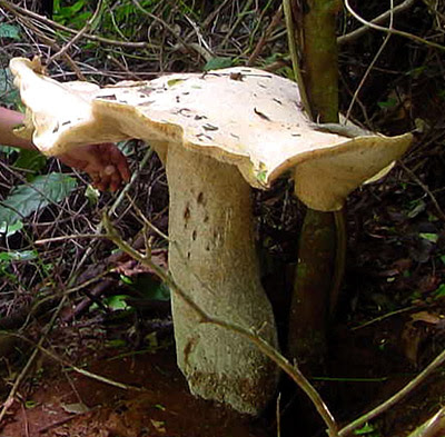 hongos gigantes mexico