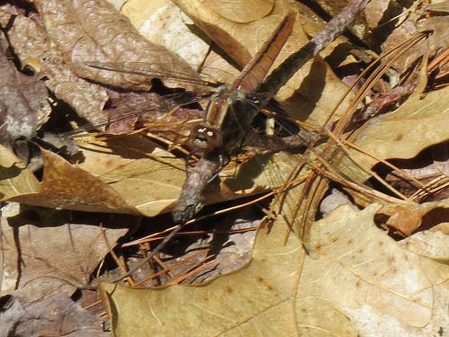 common baskettail dragonfly