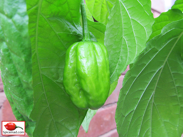 Papa Joe's Scotch Bonnet - 21st August 2022