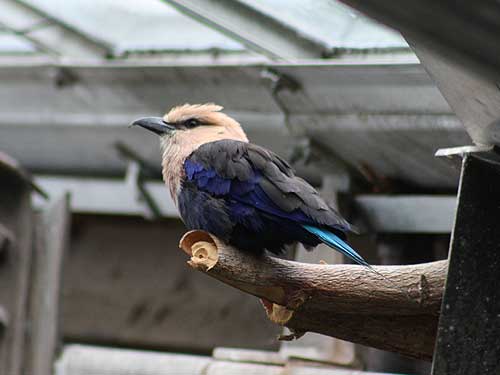 Blue-Bellied Roller