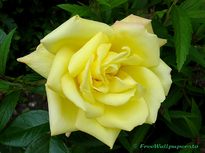 flower rose wallpaper desktop. Yellow Rose Flower Wallpaper