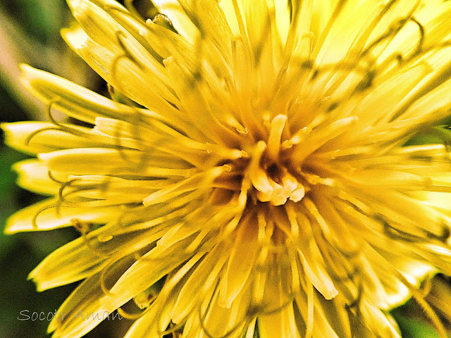 Taraxacum officinale