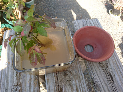 コマユミ　鉢植え