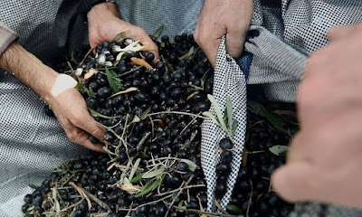 Αχαΐα: Έκλεψαν 7 τόνους ελιές από χωράφι – Τι λέει ο ελαιοπαραγωγός που τους έπιασε στα «πράσα»