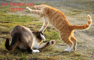 सपने में बिल्ली को देखना  sapne me billi dekhna