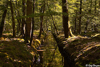 Canaux de la mare aux Evées à l'heure dorée, Forêt de Fontainebleau