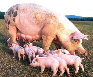 Pig farming business