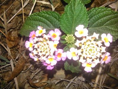 lantana camara