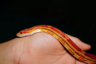 A Corn Snake been handled by the owner.