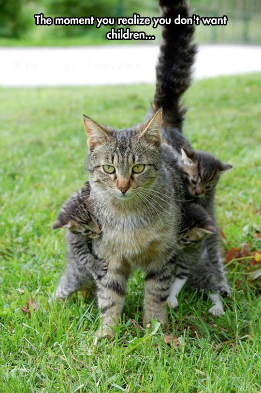Pengorbanan Ibu  Gambar Reaksi Muka Kucing Dan Binatang 