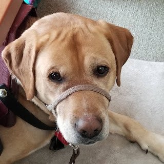 Yellow lab looking at camera with beige strap around nose