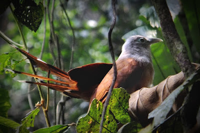 raffles's malkoha, cuckoo