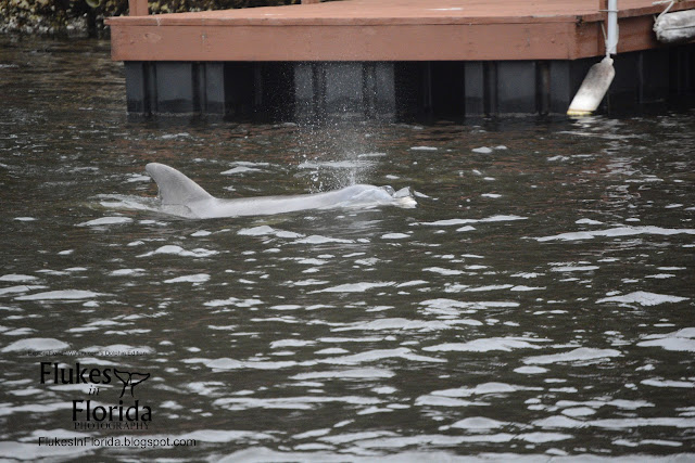 dolphin in homosassa river and tiger tail bay