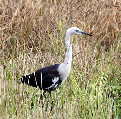 Garza de cuello blanco Ardea pacifica