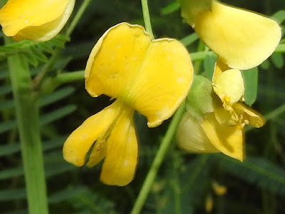 田菁的花