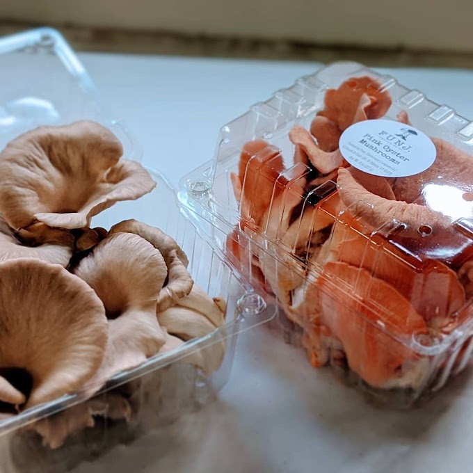 Mushroom packing | Mushroom supply | Biobritte mushrooms