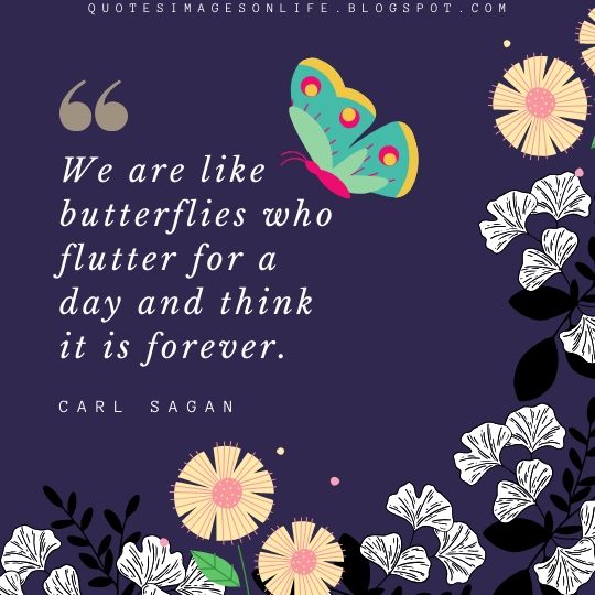 70+ Inspirational Quotes on Butterfly with Images for Motivation