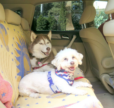 Keep dogs safe riding in the car, use a dog car safety harness. Pet safety, Dog safety, car safety for dogs