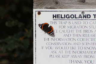 Red Admiral