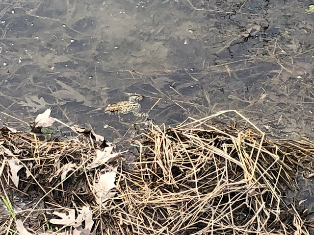 Frog enjoying spring!