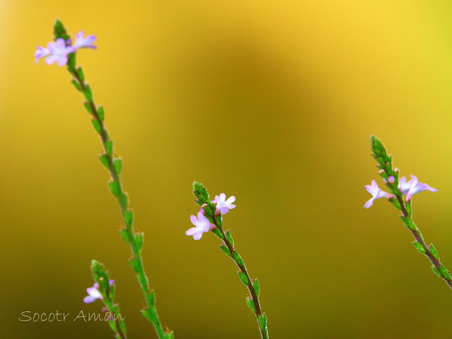 Verbena officinalis