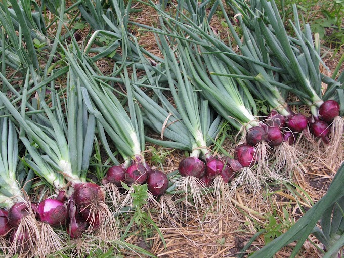 Cara Menanam Bawang Merah di Sawah Sampai Panen dan Untung Banyak