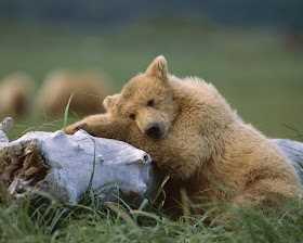 funny animal pictures, lonely bear