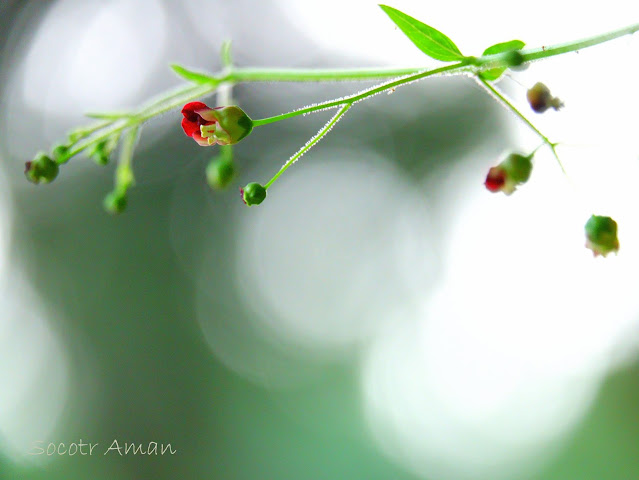 Scrophularia duplicatoserrata