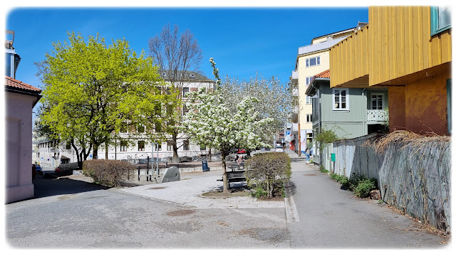 Fint når trærne blomstrer på Rodes plass på Rodeløkka i Oslo!