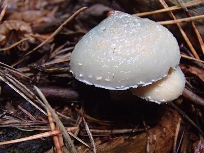 grzyby 2016, grzyby w listopadzie, grzyby w okolicy Krakowa, grzyby jesienią, pieprznik trąbkowy Cantharellus tubeaformis, łysiczka niebieskozielona ( pierścieniak grynszpanowy) – Stropharia aeruginosa, szmaciak=-gałęzisty-siedzuń-sosnowy-Sparassis-crispa, podgrzybek-brunatny-Boletus-badius, monetnica-maślana-Rhodocollybia-butyracea