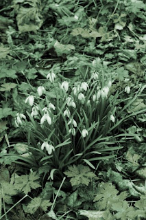 snowdrops