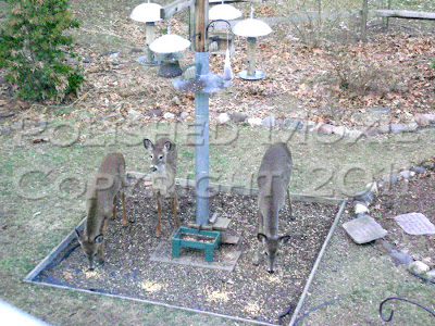 Picture of three deer in a bird feeding area