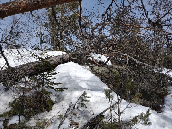 skautur bårnåsåsen