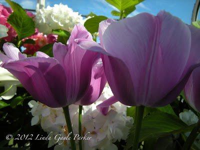 2D image of tulips at the Volunteer Park Conservatory