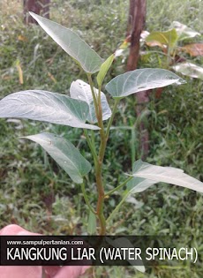 Kangkung liar (water spinach) Gulma lahan darat