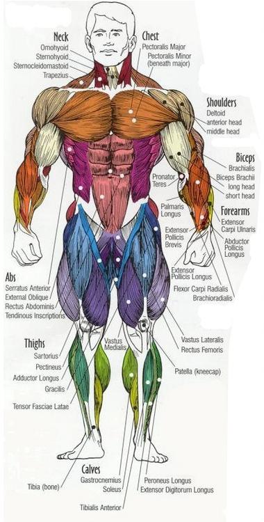 Dr Will McCarthy's Science Site: MAJOR MUSCLES of the BODY