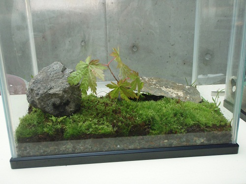 標津サーモン科学館blog 6月 12