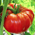 The 18 Best Heirloom Tomato Varieties to Grow in Your Garden This Year (2025)