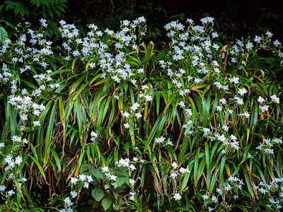 Shaga (Iris japonica) flowers: Kita-kamakura