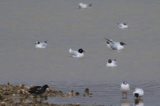 Adult Mediterranean Gull