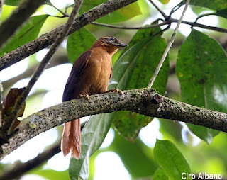 ticotico de Alagoas Philydor novaesi aves de Brasil en extinción