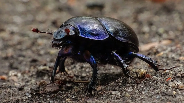 Dung Beetle